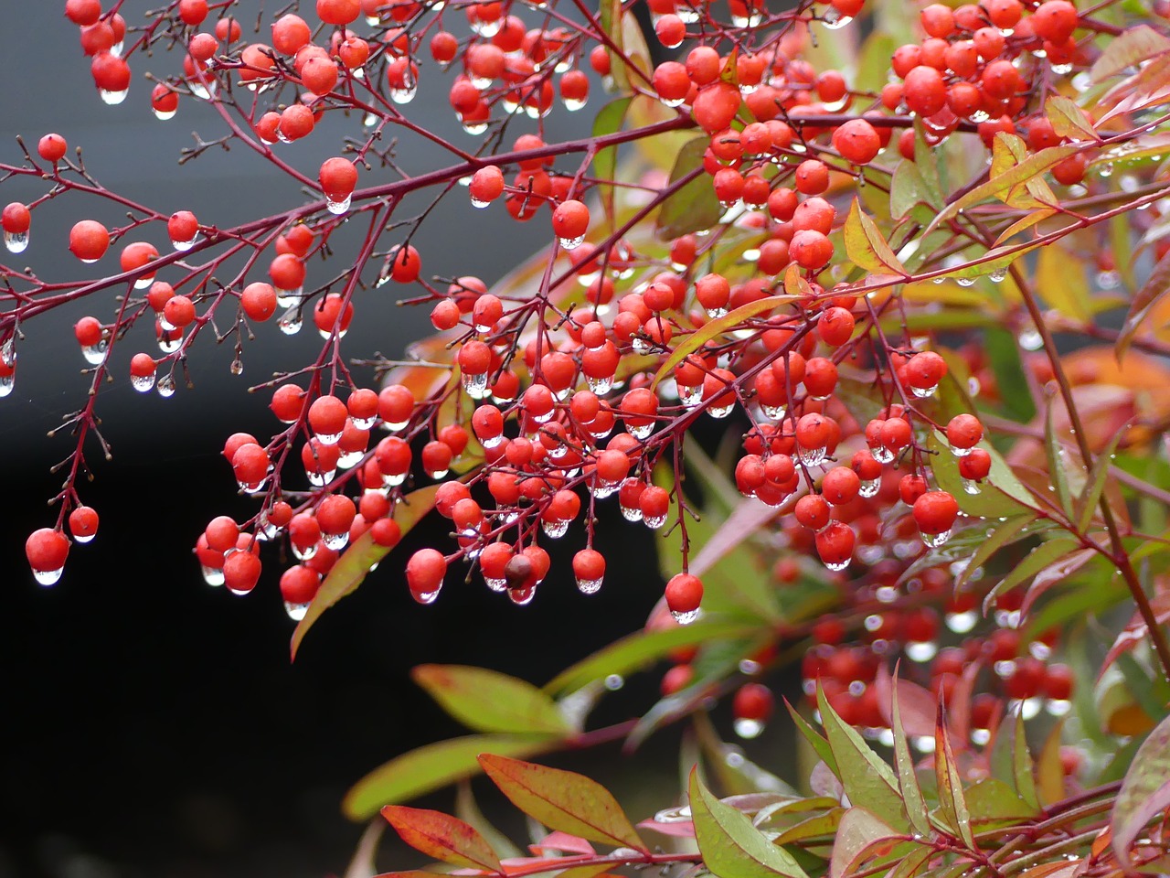 drop of water rowanberries autumn free photo