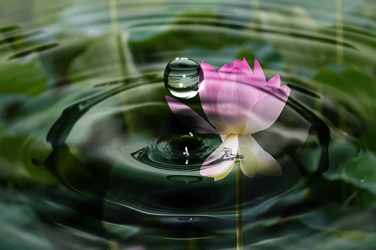 drop of water wave blossom free photo