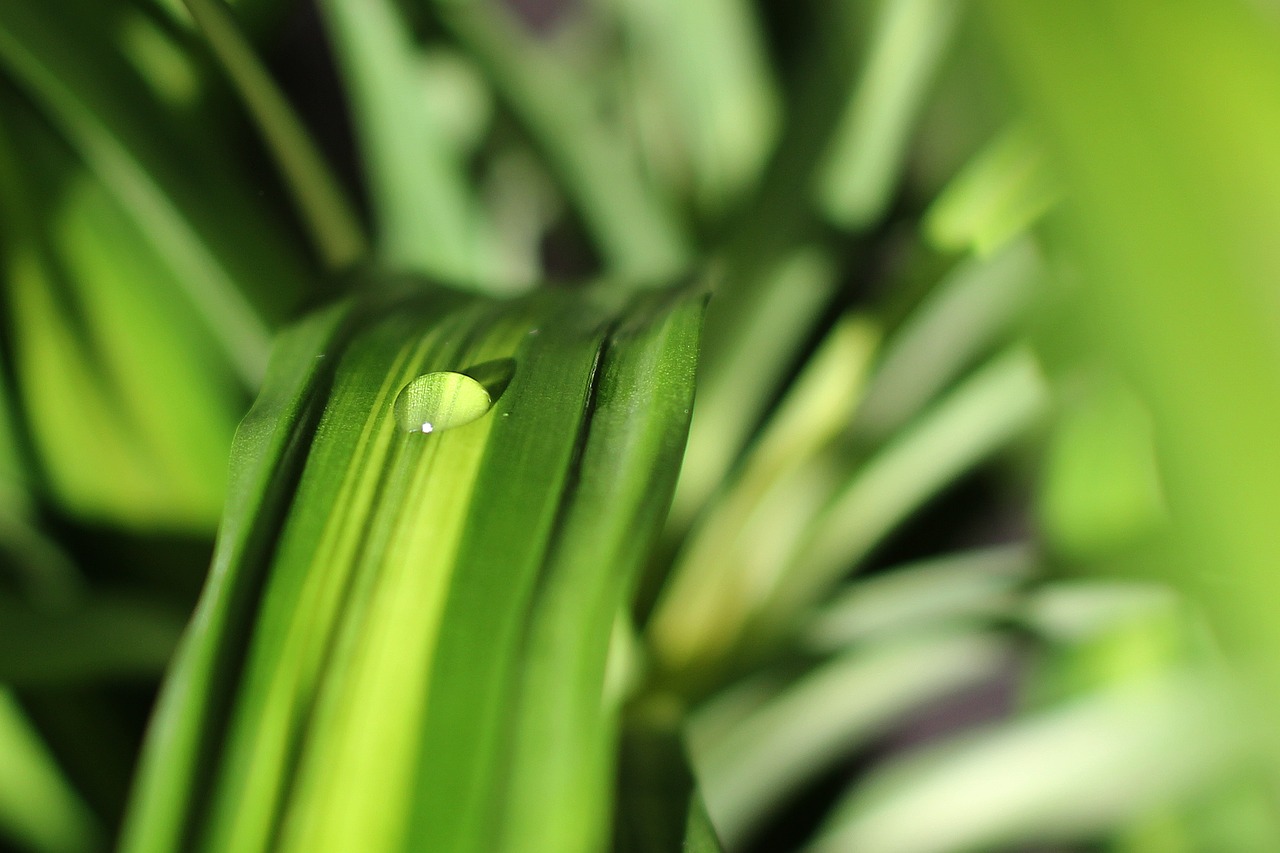 drop of water plant drip free photo