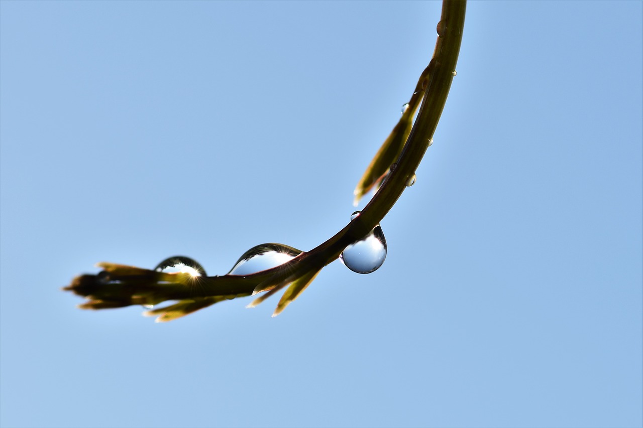 drop of water raindrop rain free photo