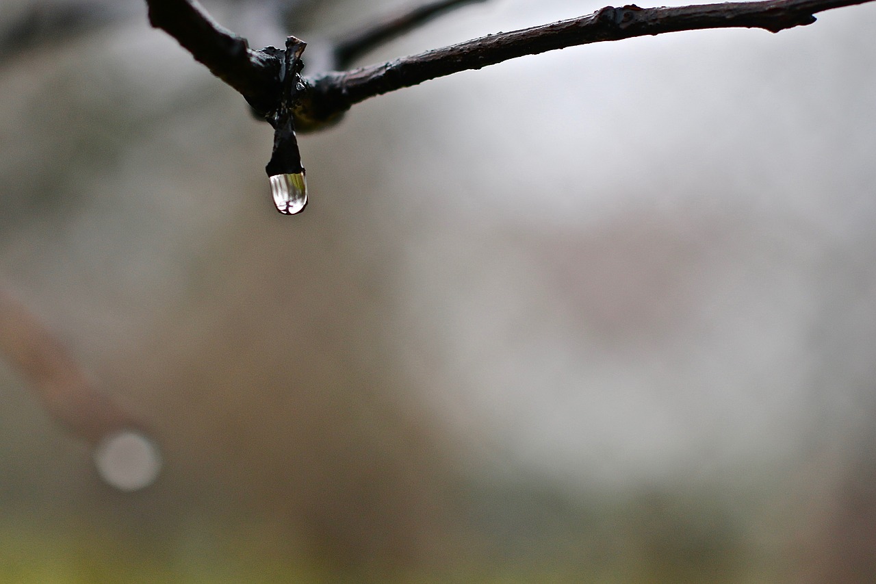 drop of water autumn rain free photo