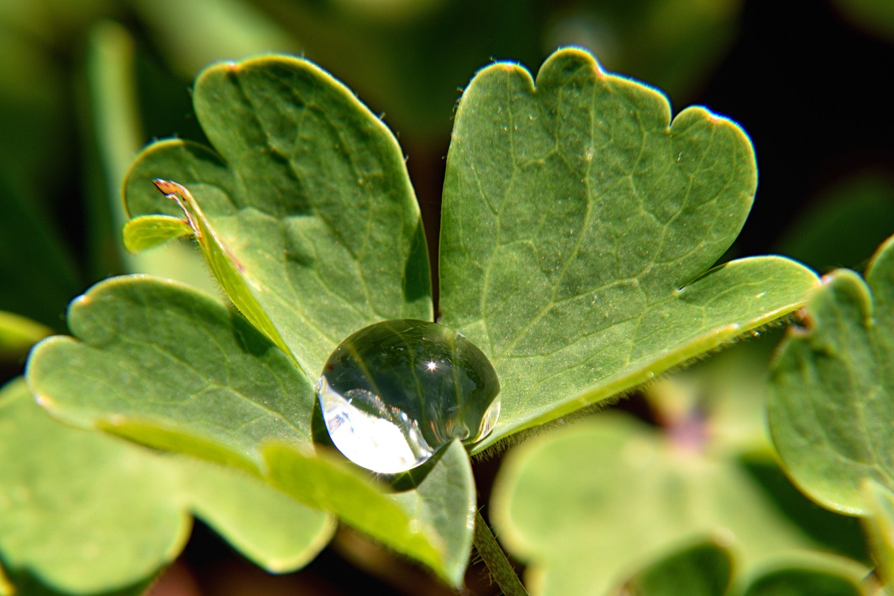 drop of water leaf close free photo