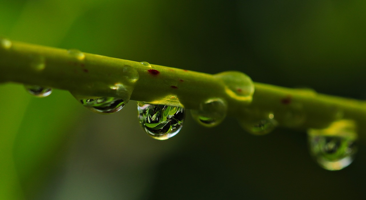 drop of water drip nature free photo