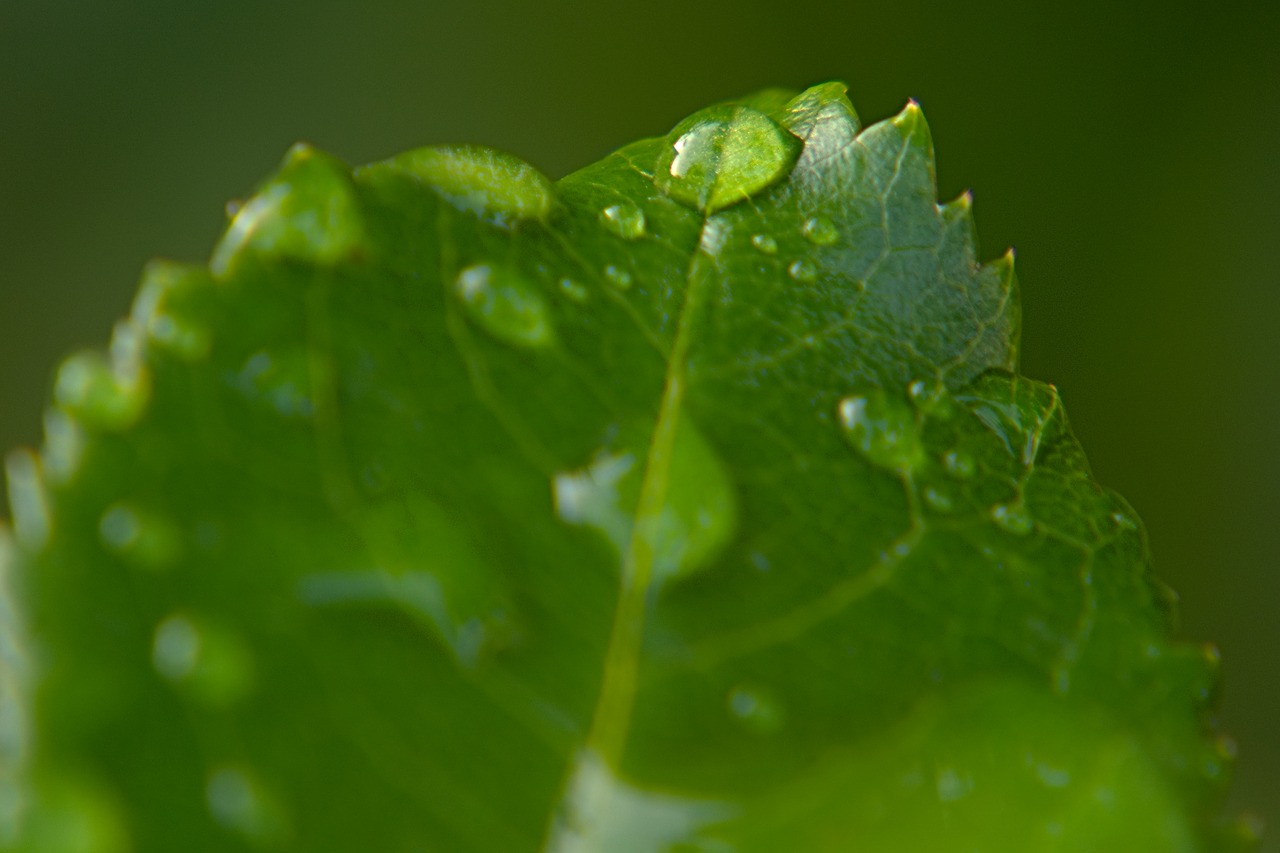 drop of water drip leaf free photo