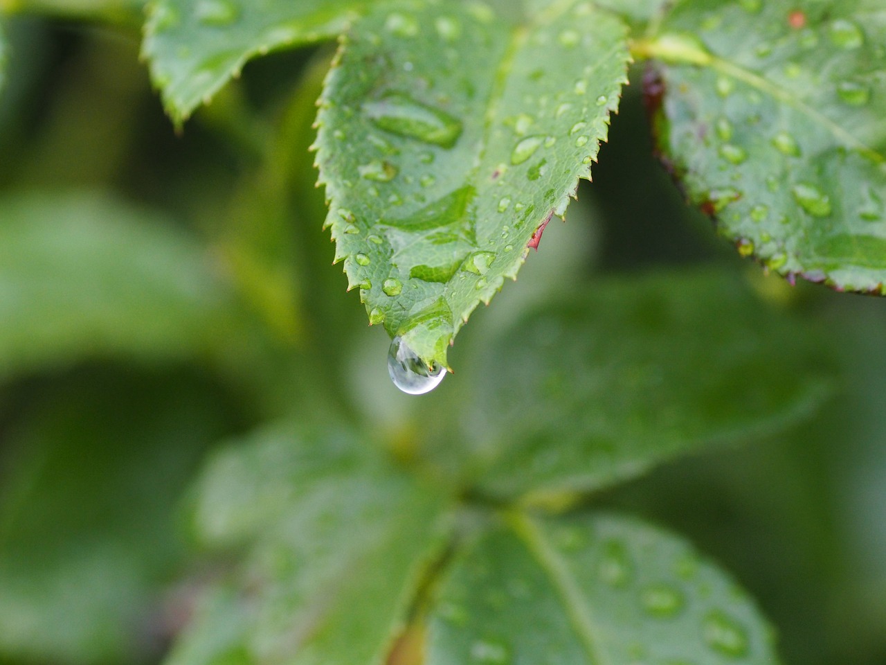 drop of water water drip free photo