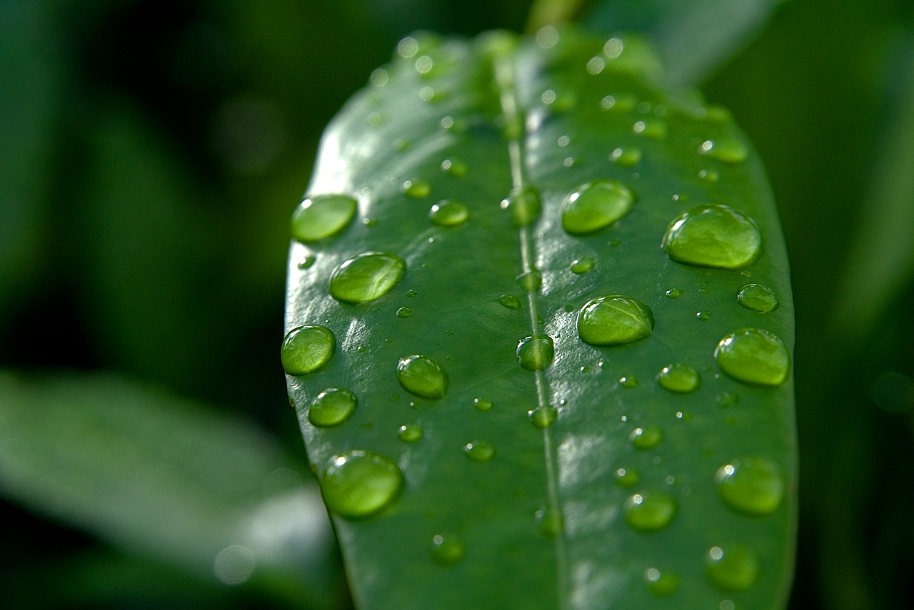 drop of water drip leaf free photo