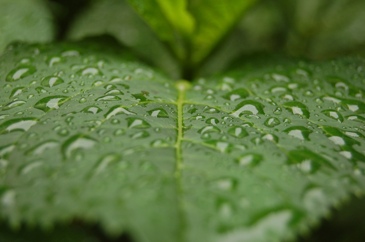 drop of water leaf macro free photo