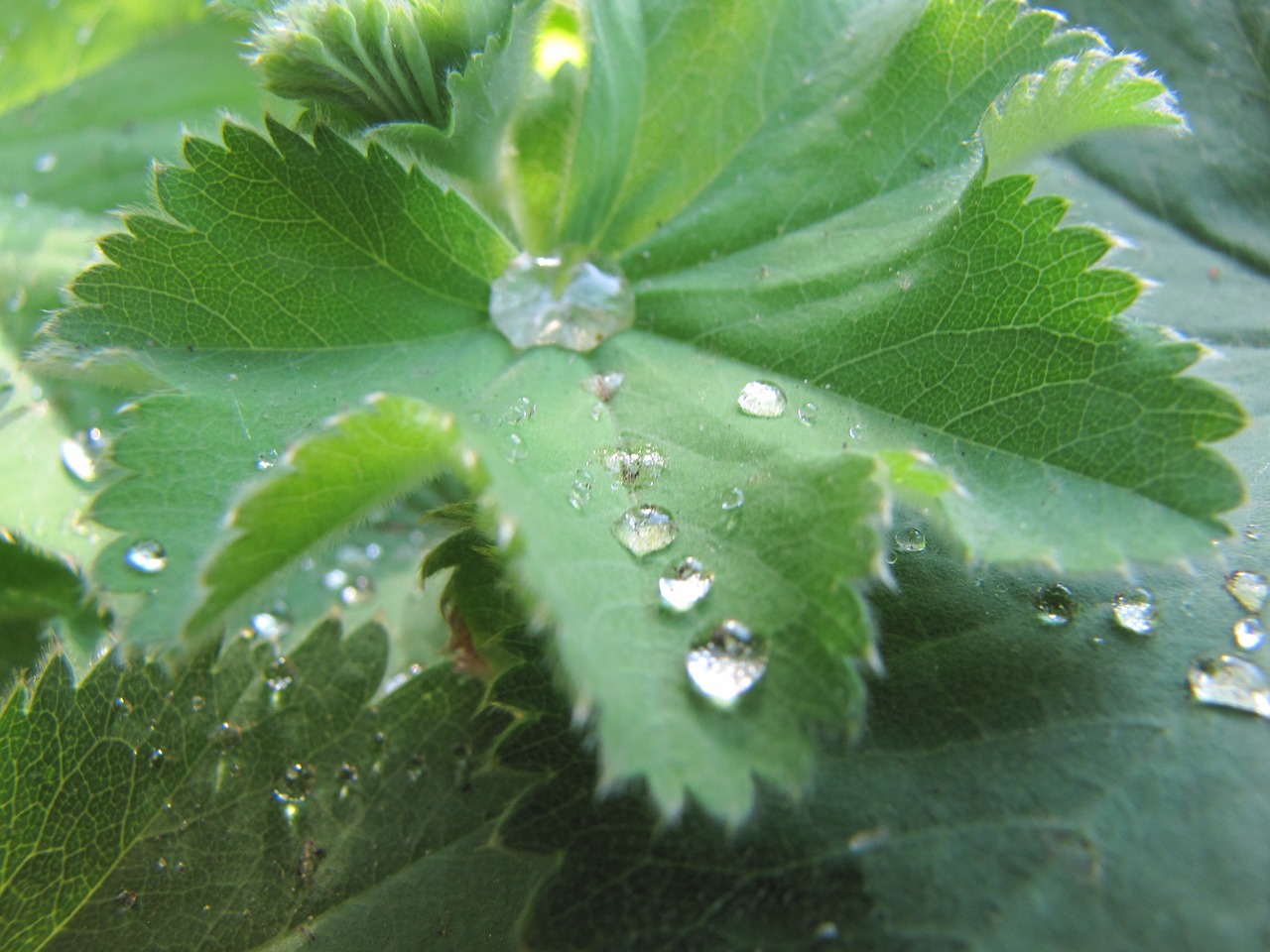 drop of water green leaf free photo