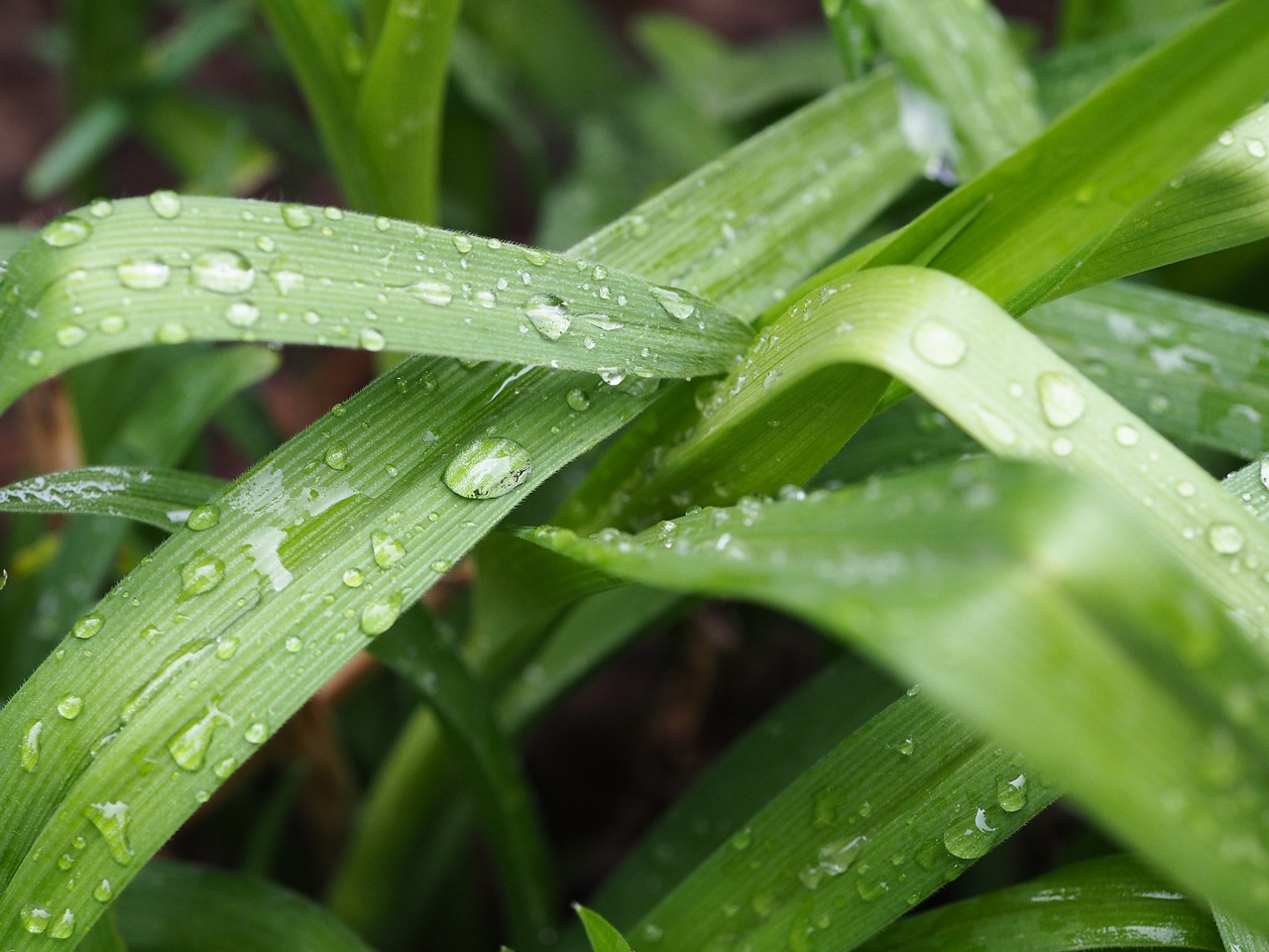 drop of water reflection drip free photo