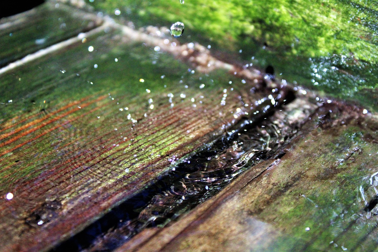 drop of water wood summer free photo