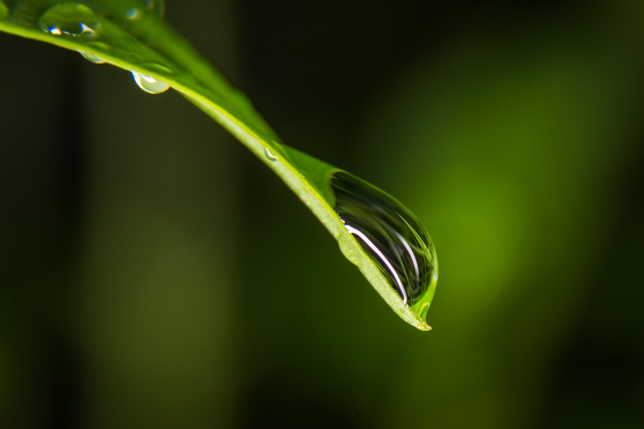 drop of water leaf green free photo