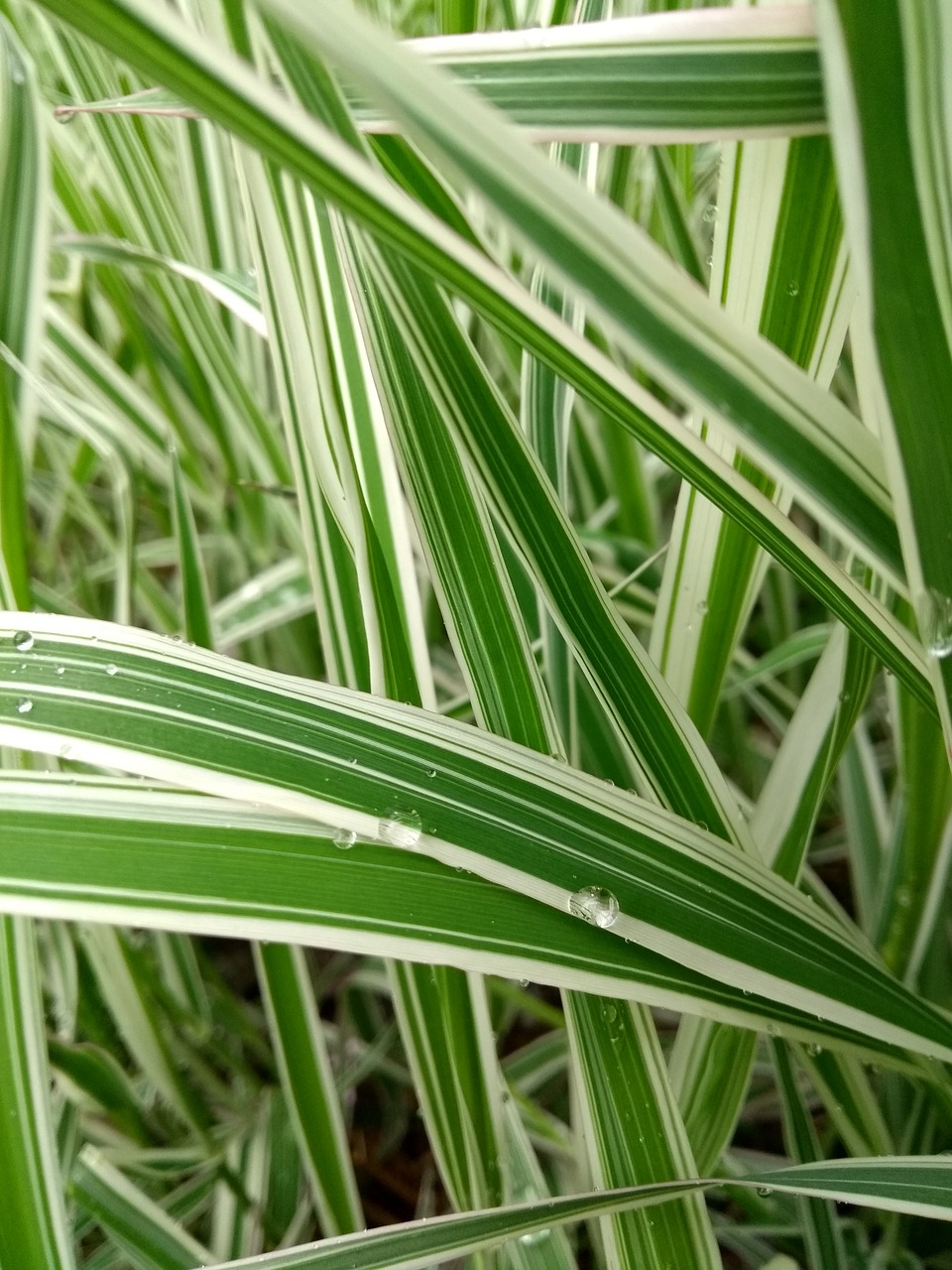 drop of water  plant  green free photo