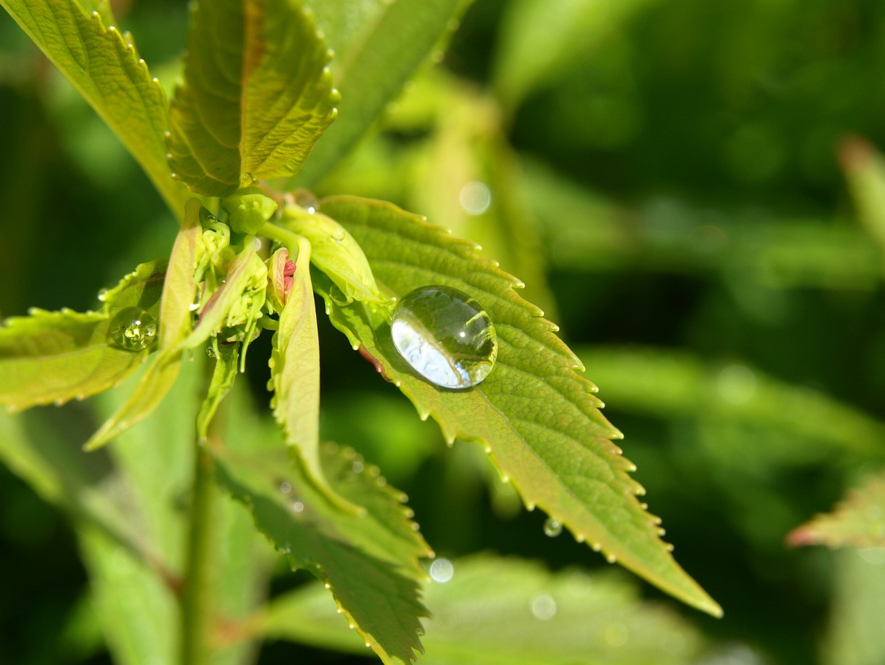 drop of water drip rain free photo