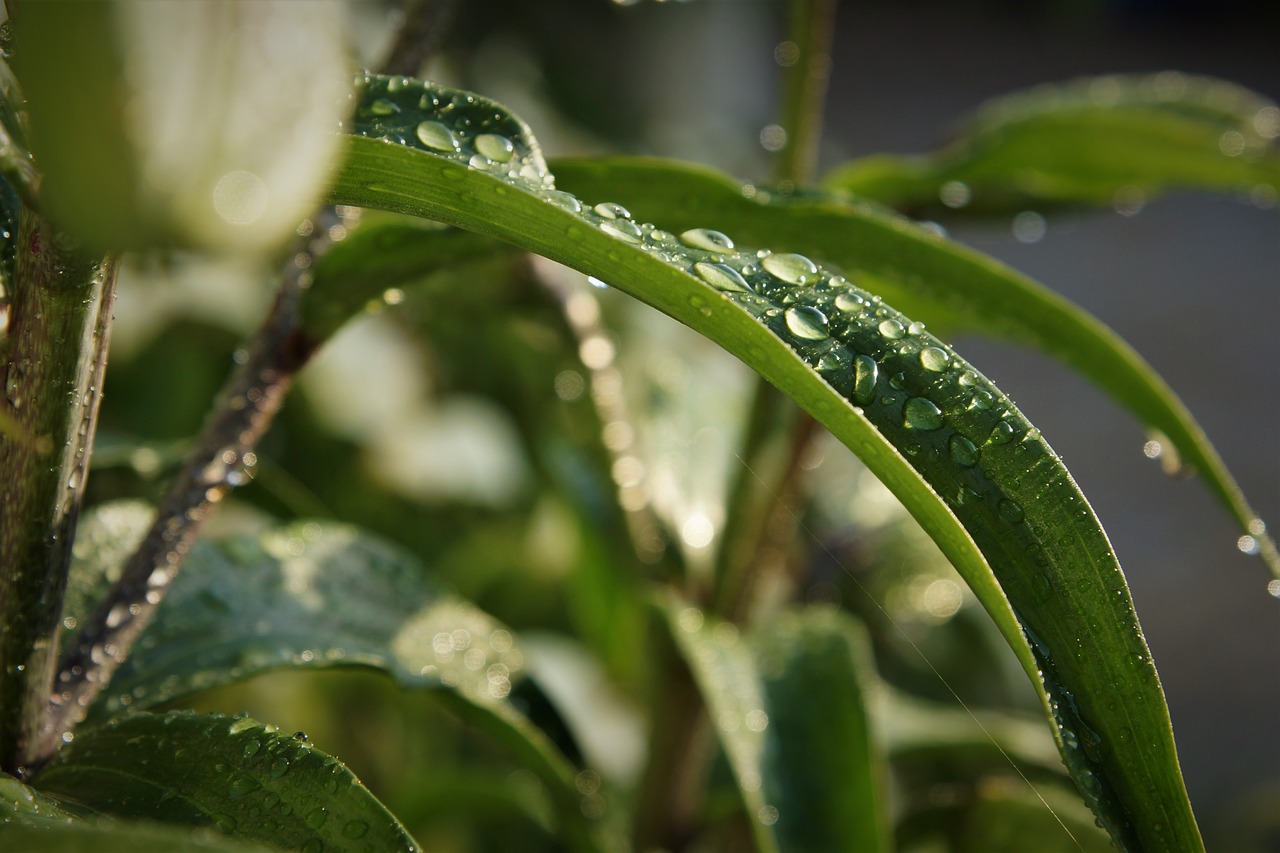 drop of water  plant  drip free photo