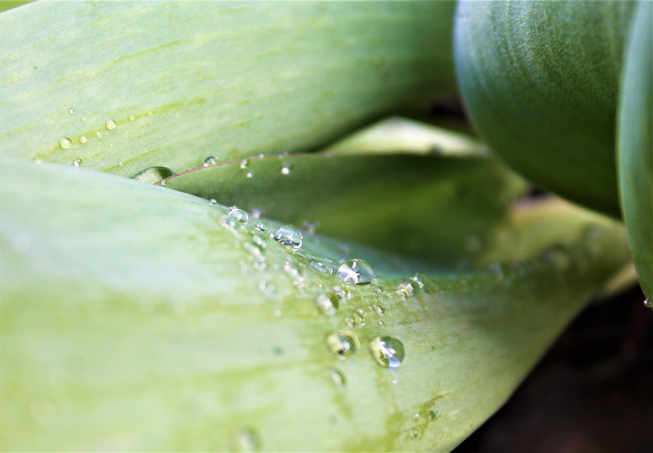 drop of water  green plant  raindrop free photo