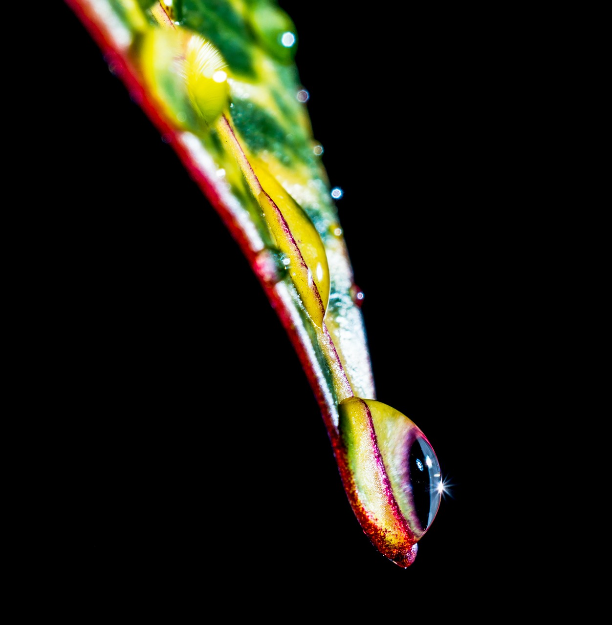 drop of water drip leaf free photo