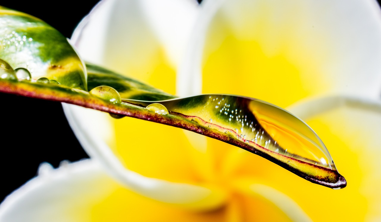 drop of water drip leaf free photo