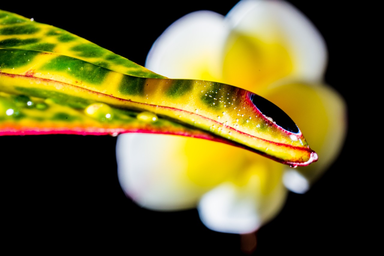 drop of water drip leaf free photo