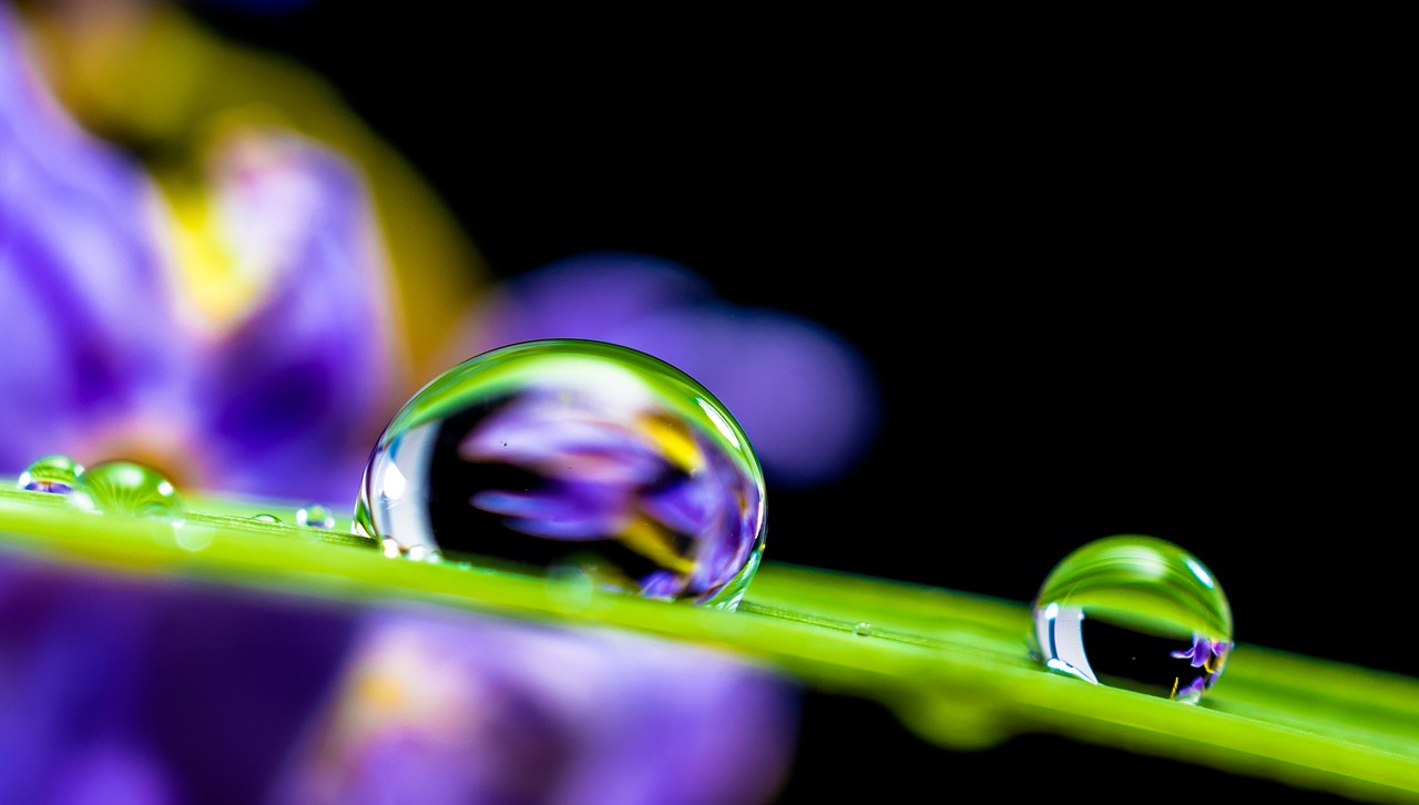 drop of water drip blade of grass free photo