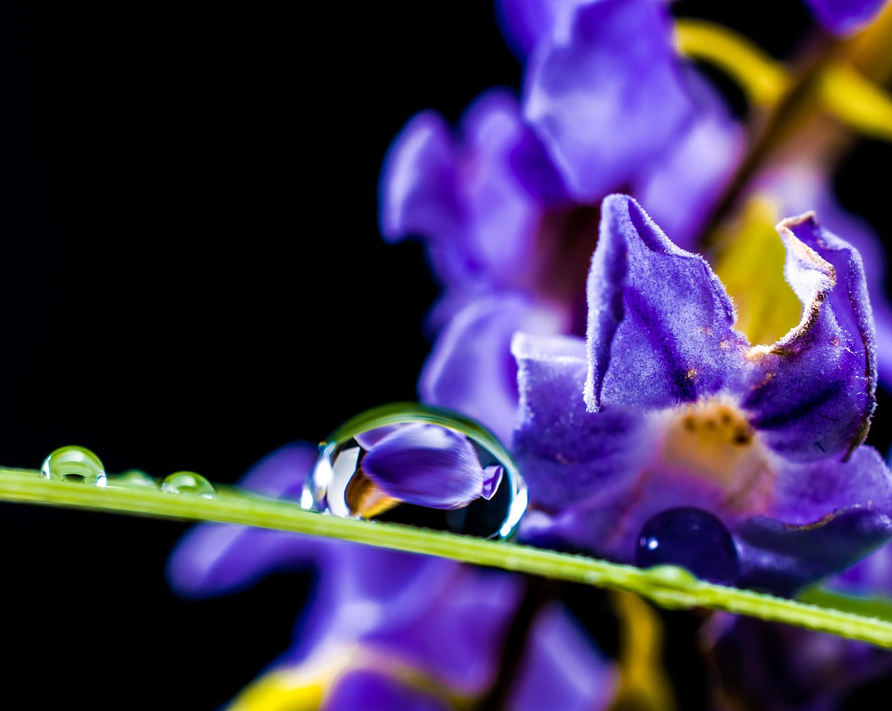 drop of water drip blade of grass free photo