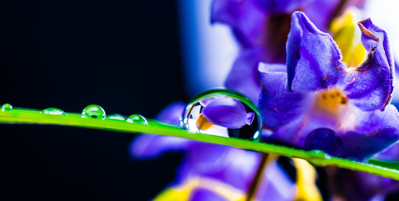 drop of water drip blade of grass free photo