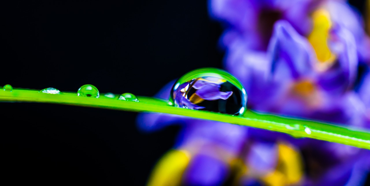 drop of water drip blade of grass free photo