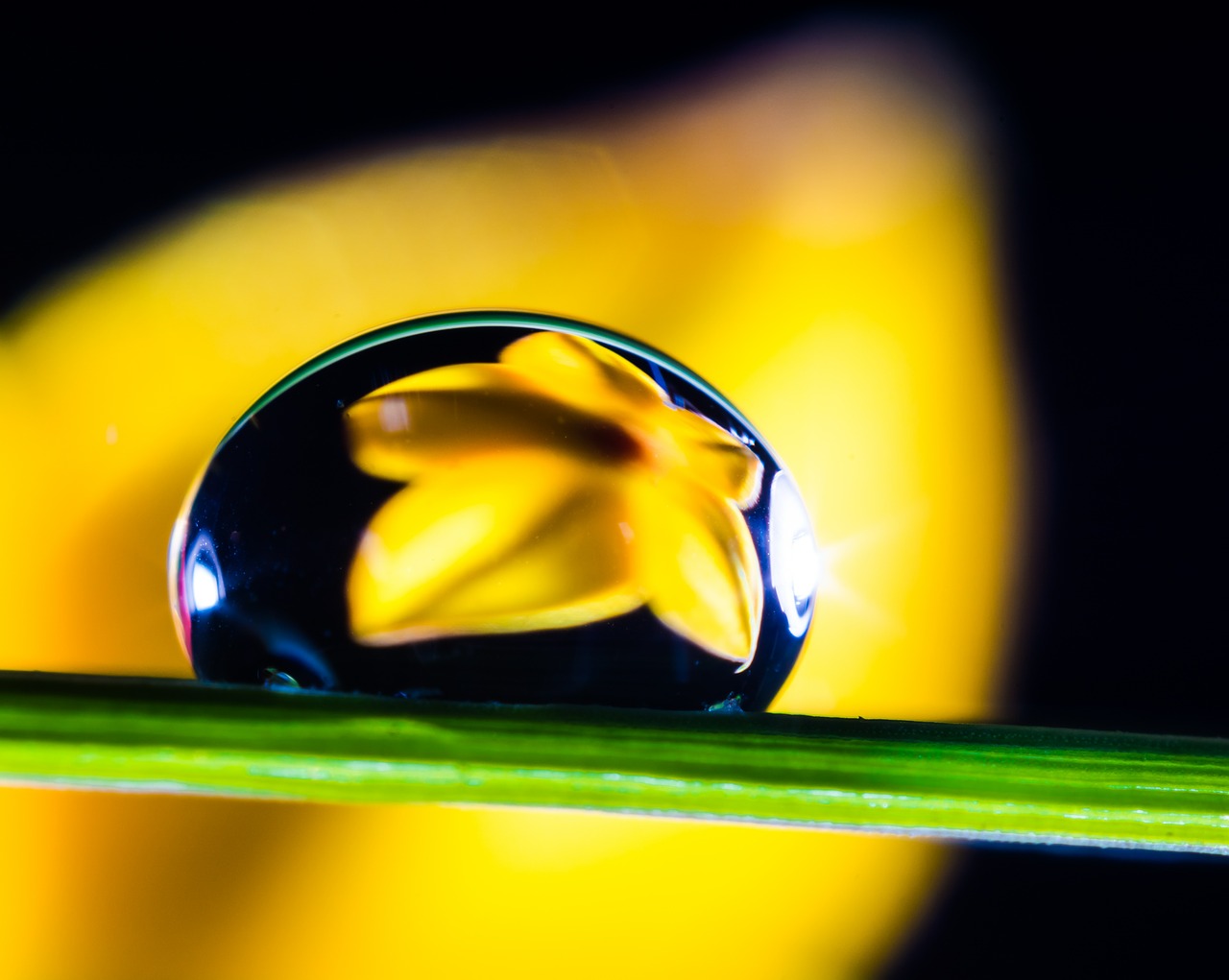 drop of water drip blade of grass free photo