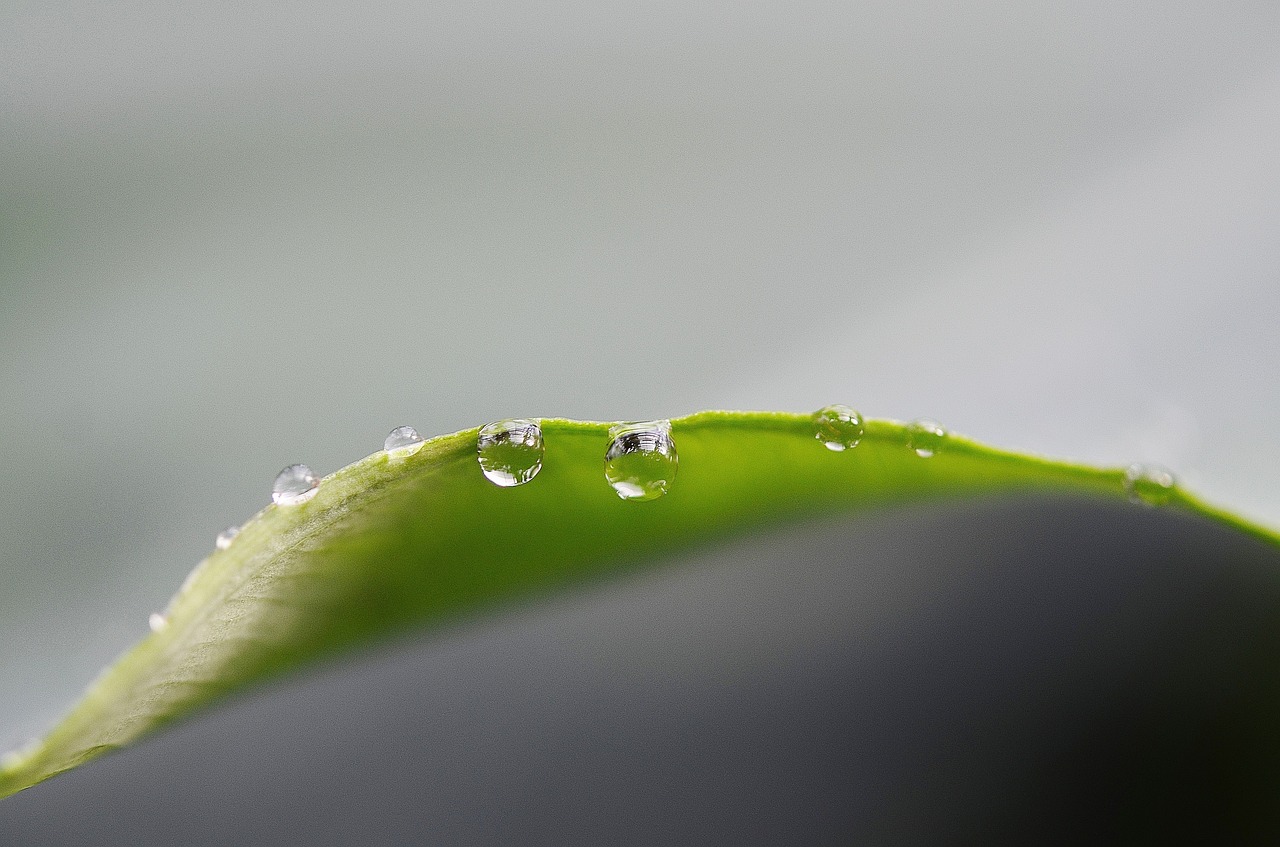 drop of water drip green free photo