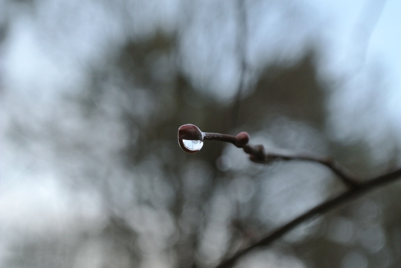 drop of water  branch  tree free photo