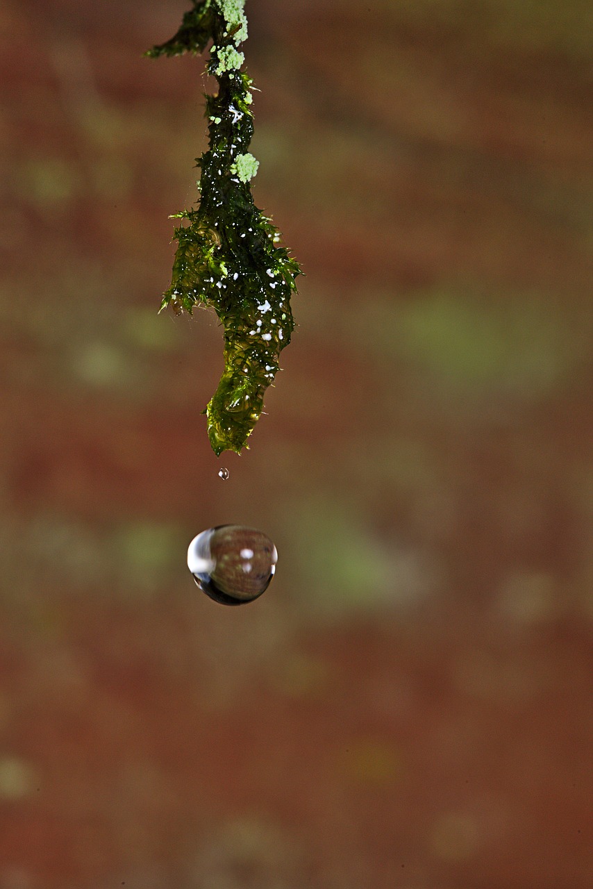 drop of water  moss  forest free photo