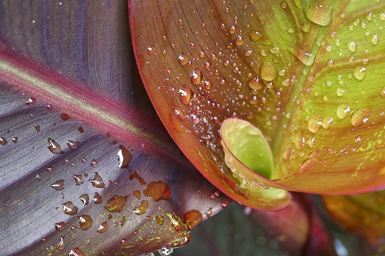 drop of water  spiral  close up free photo