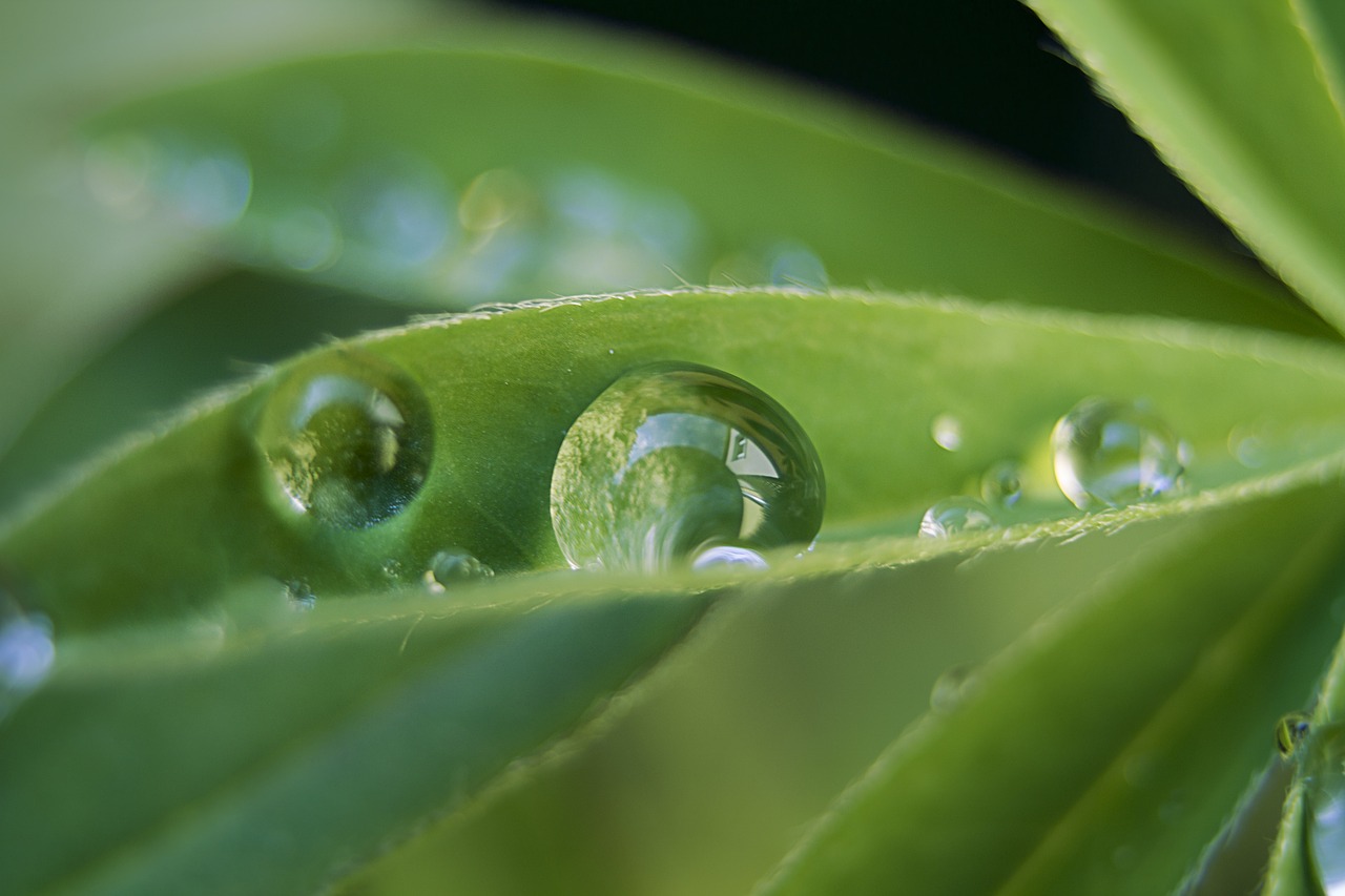 drop of water  lupine  plant free photo