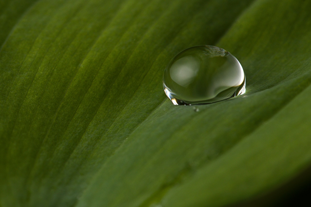 drop of water  leaf  rain free photo