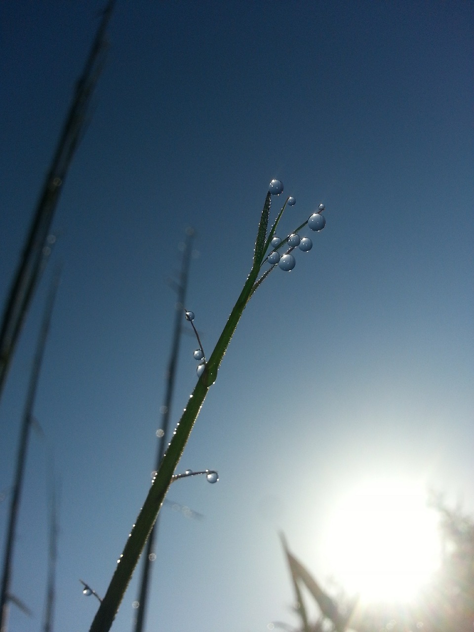 drop of water reed pearl free photo