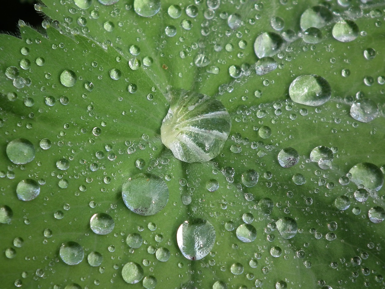 drop of water frauenmantel raindrop free photo