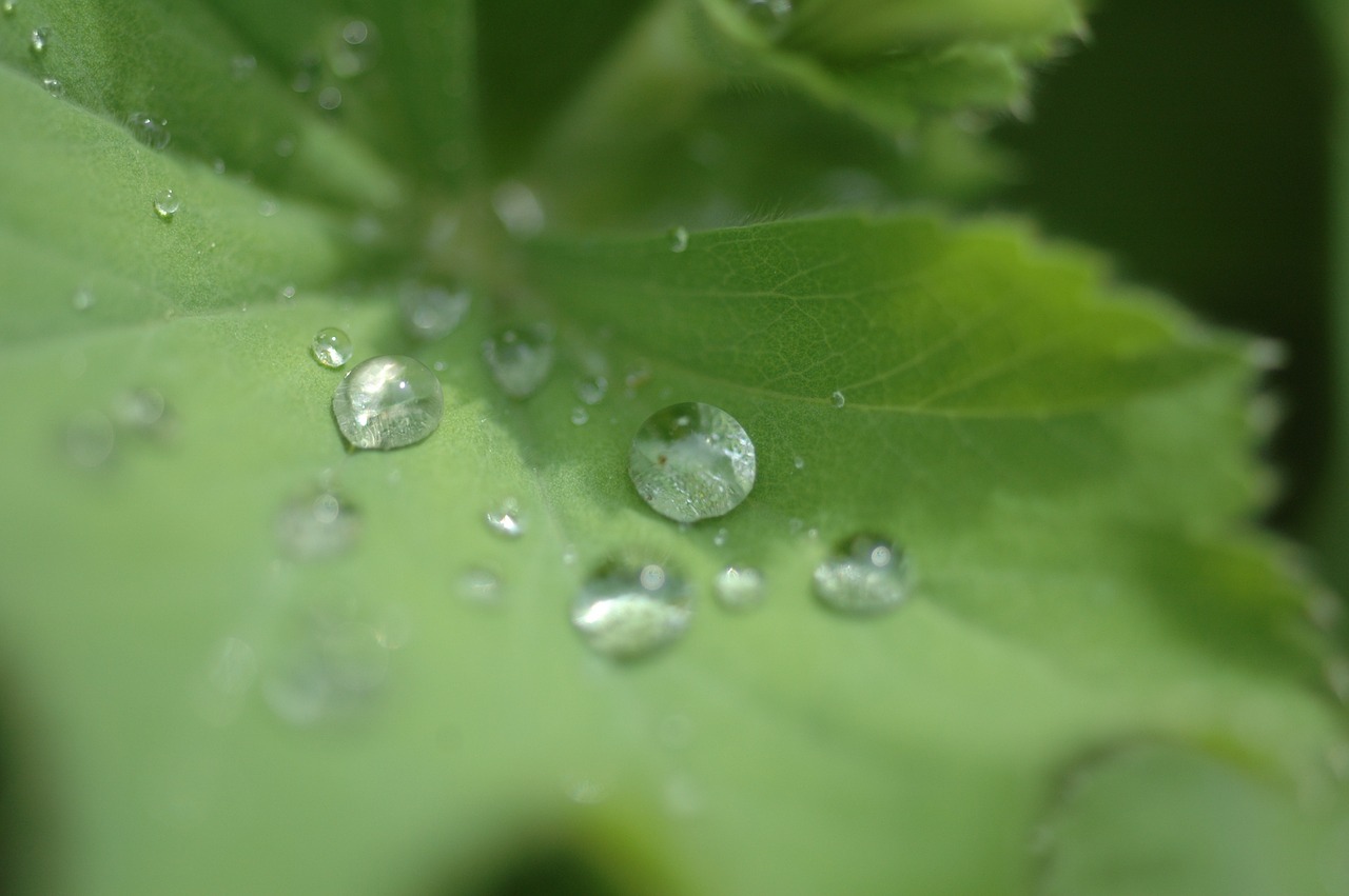 drop of water leaf water free photo