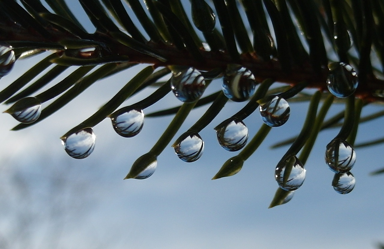 drop of water drip fir free photo