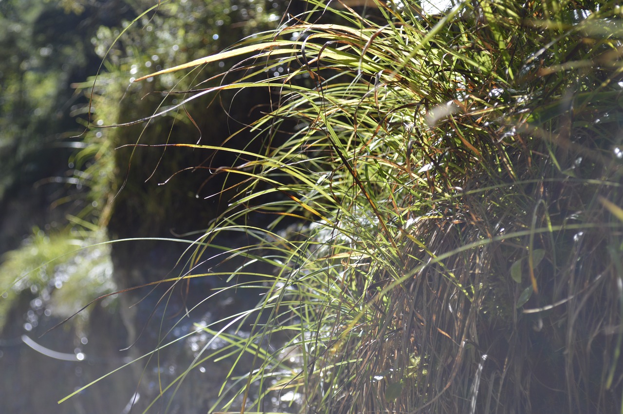 drop of water grass sun free photo