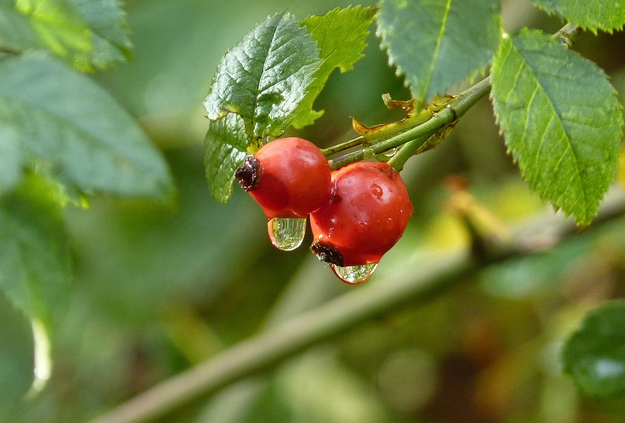 drop of water water drip free photo