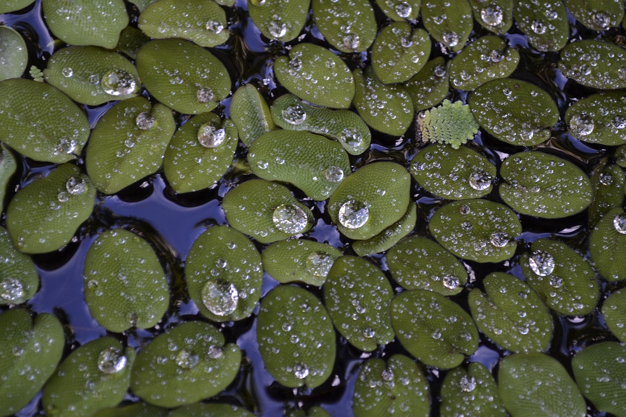 droplet  water-plant  duckweed free photo