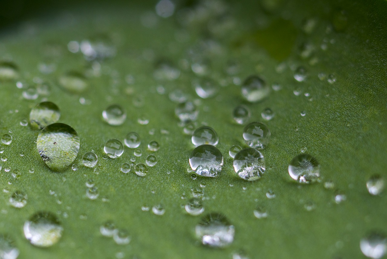 droplets plant summer free photo