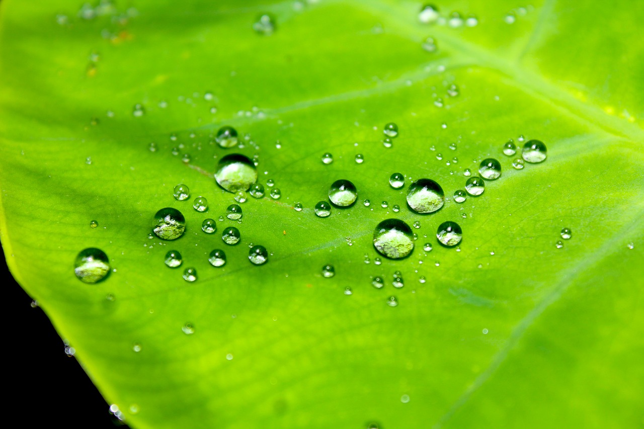 droplets water leaf free photo