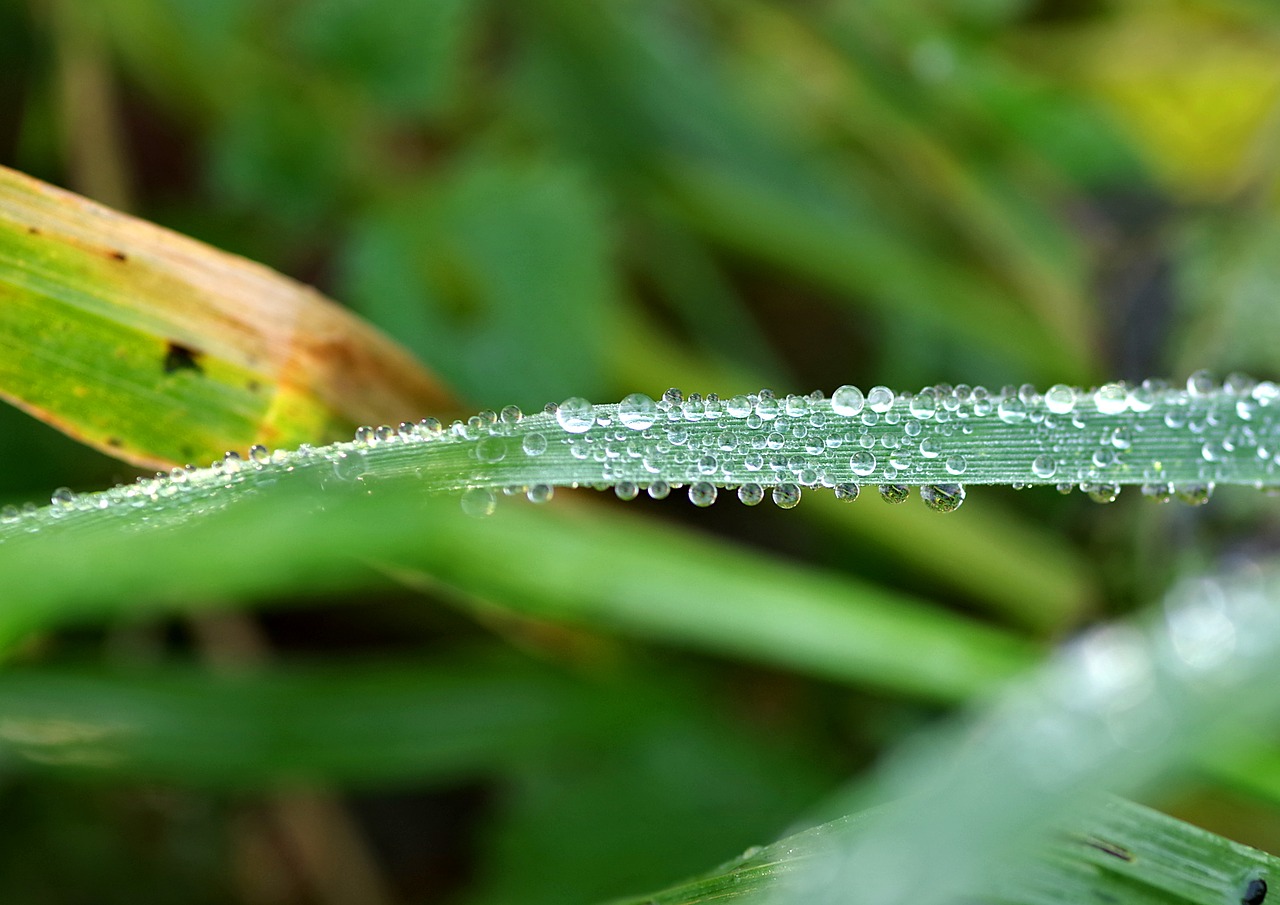 droplets rosa grass free photo