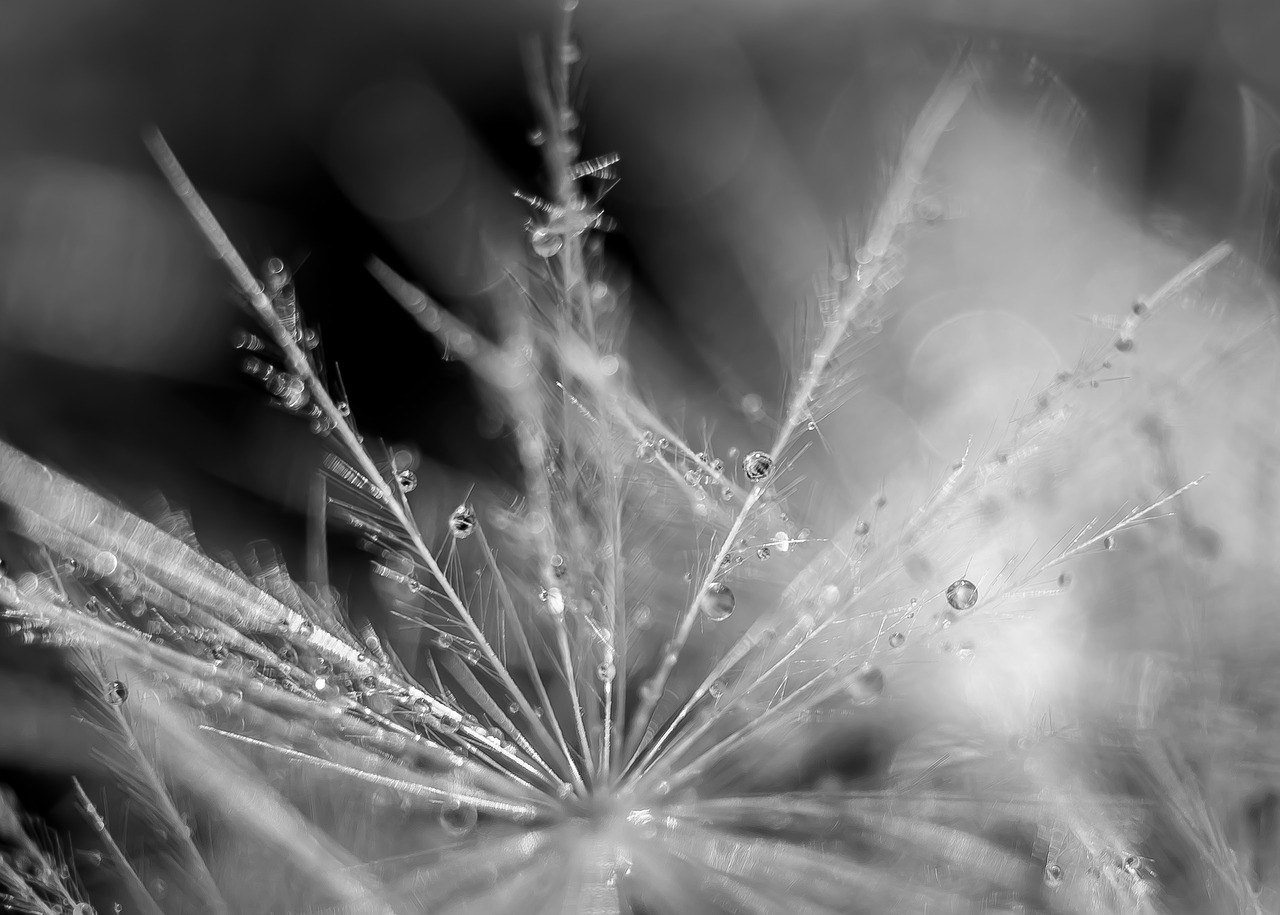 droplets  water  dandelion free photo