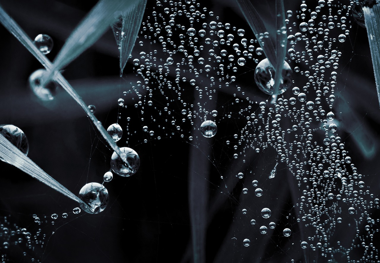 droplets macro web free photo