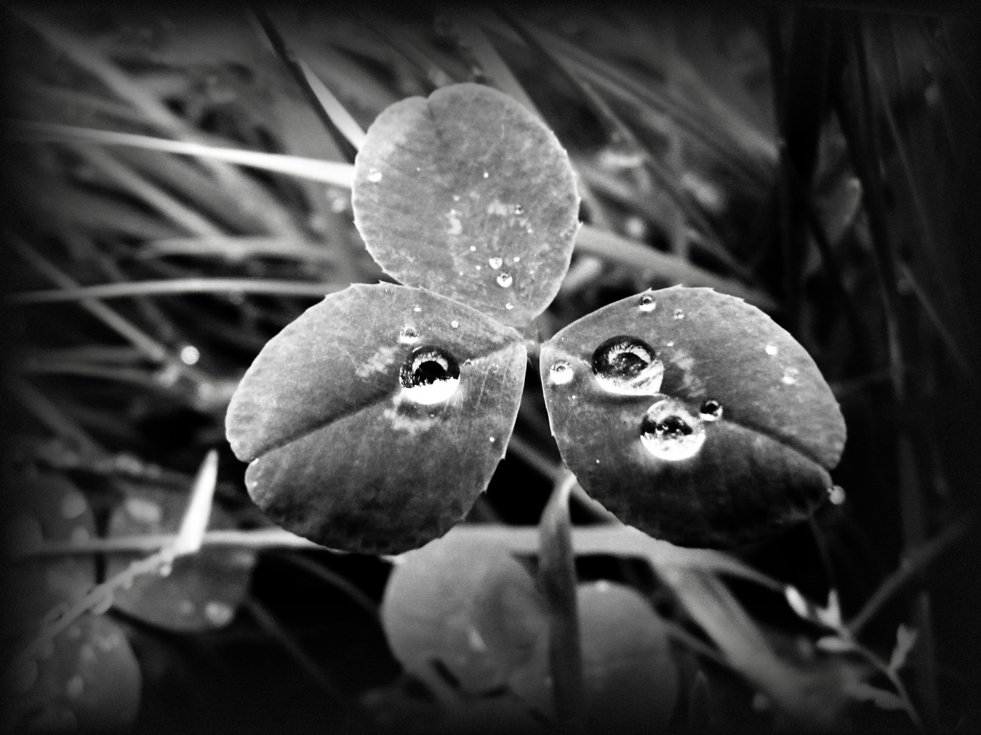 droplets rain clover free photo