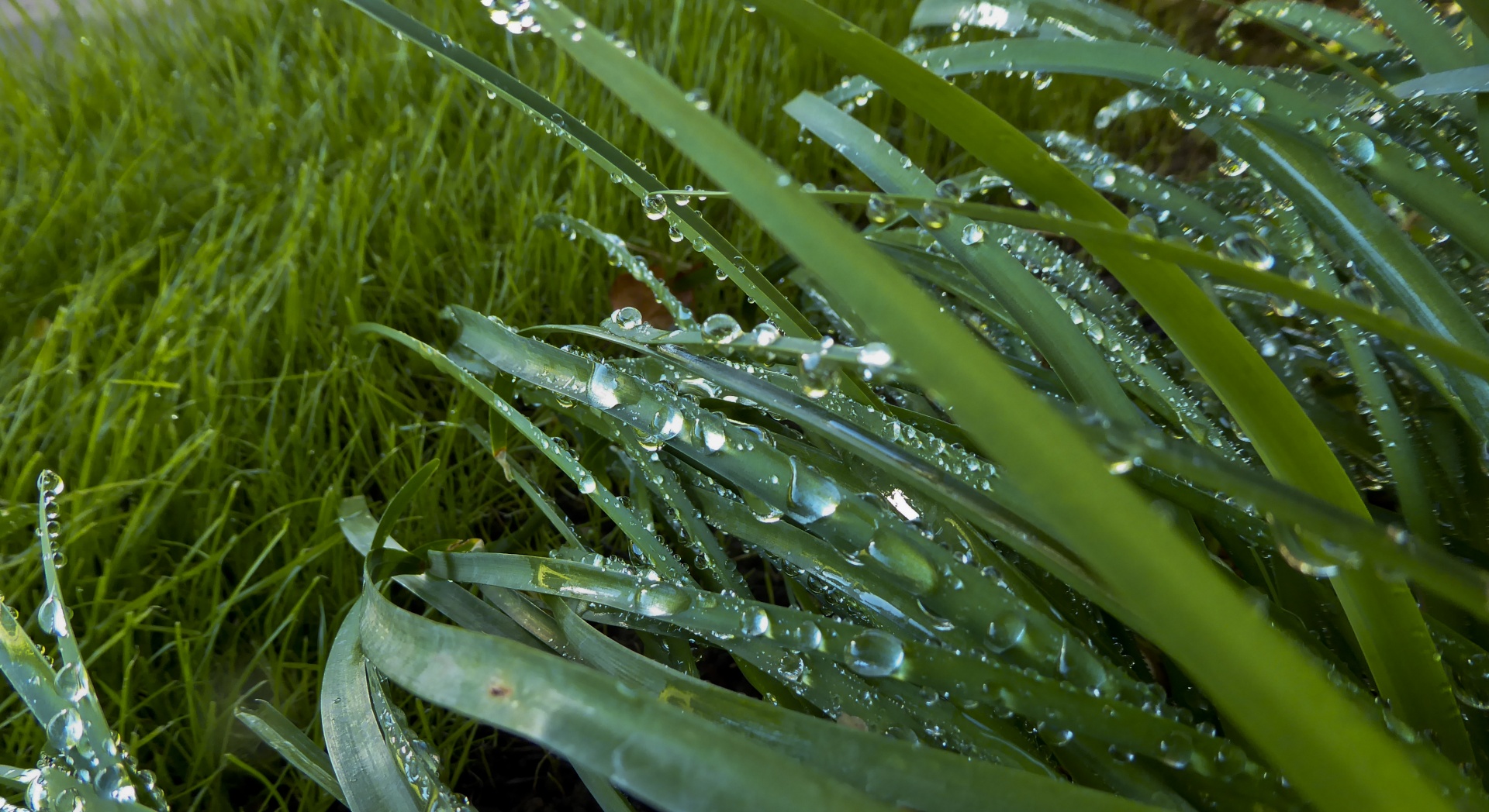 water droplets plant free photo