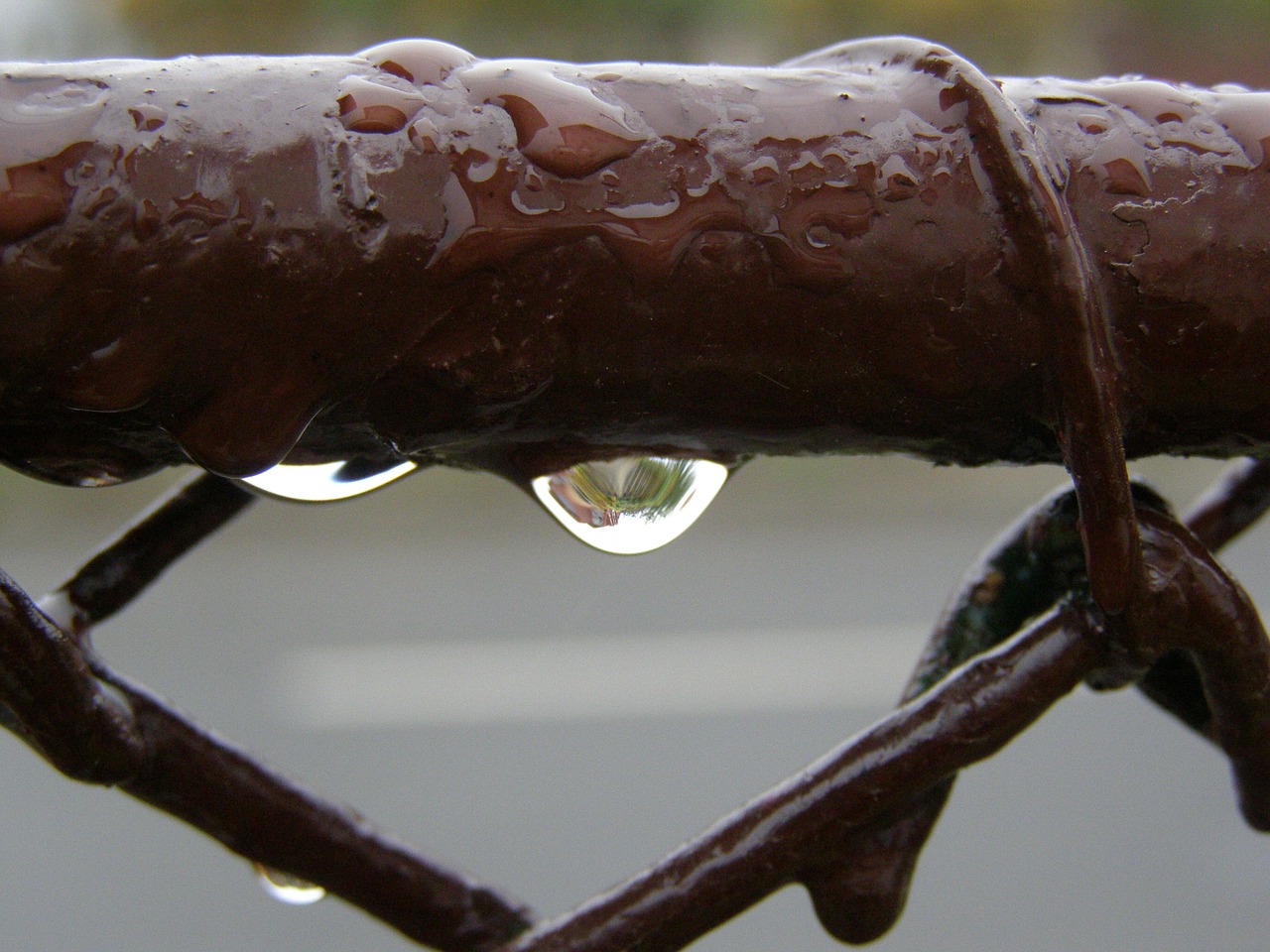 drops rain raindrops free photo