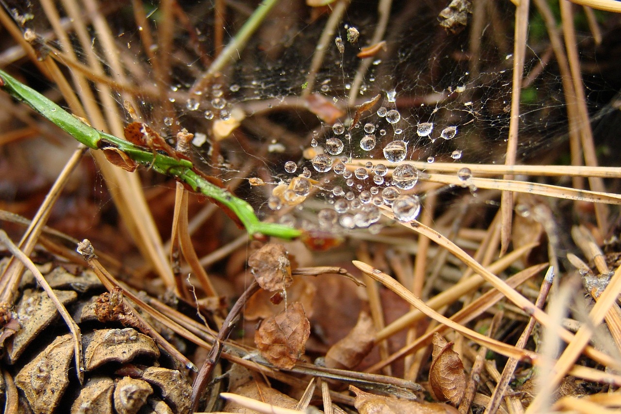 drops spider web cone free photo