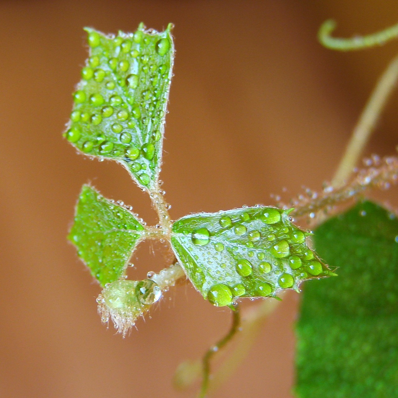 drops water drops leaf free photo